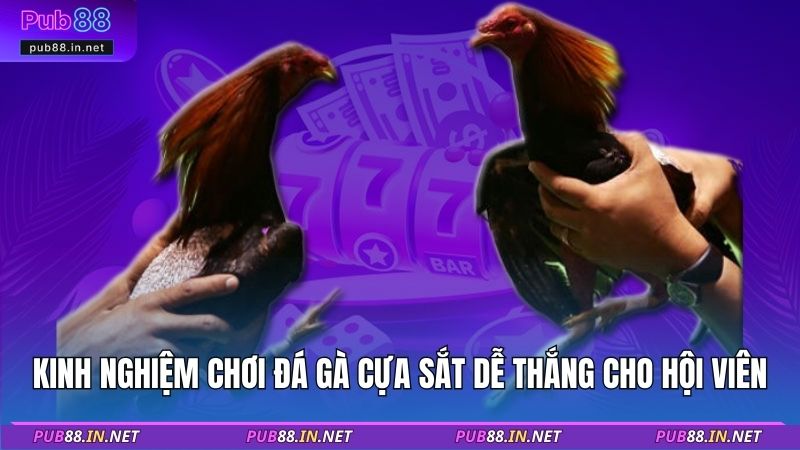 Kinh nghiệm chơi đá gà cựa sắt dễ thắng cho hội viên