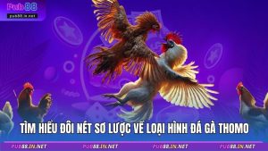 Tìm hiểu đôi nét sơ lược về loại hình đá gà Thomo